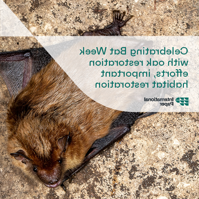 Celebrating Bat Week with oak restoration efforts and important habitat restoration